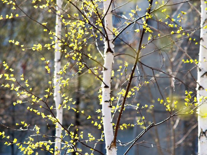 Фото Времена года. Апрель-2008