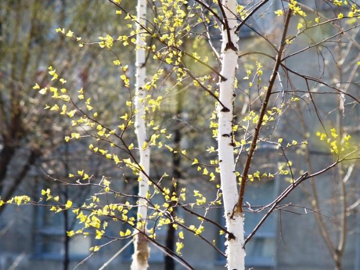Фото Времена года. Апрель-2008