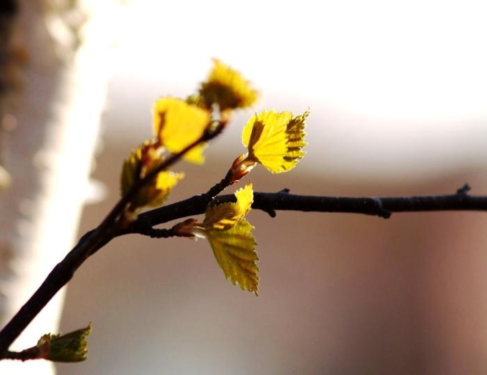 Фото Времена года. Апрель-2008