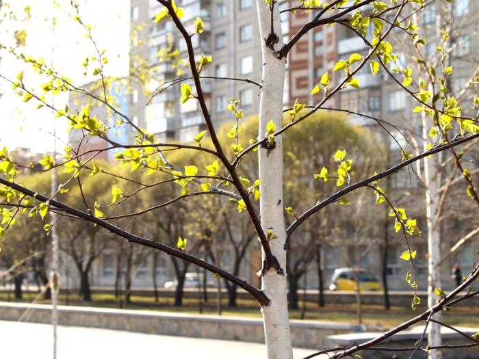 Фото Времена года. Апрель-2008