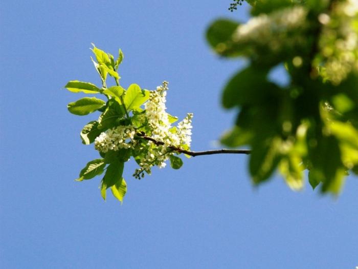Фото Времена года. Май-2008