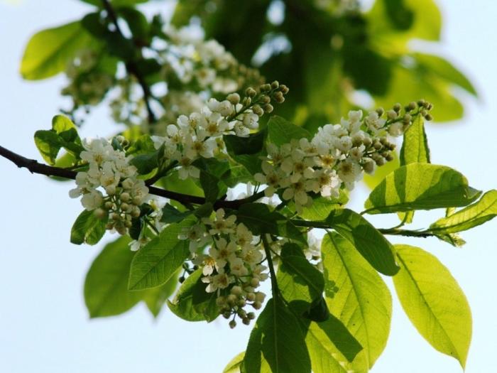 Фото Времена года. Май-2008