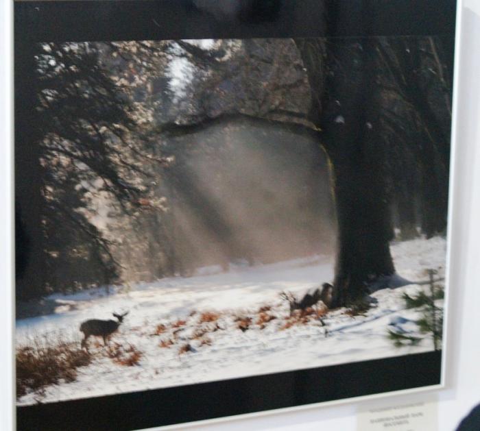 Фото Выставка. «Каменный пояс»-25