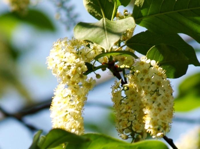 Фото Времена года. Май-2008