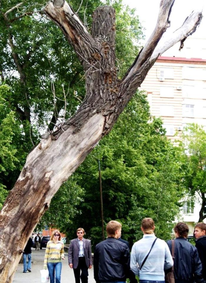 Фото Времена года. Июнь-2008