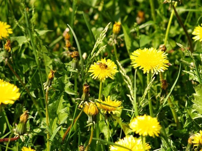 Фото Времена года. Июнь-2008