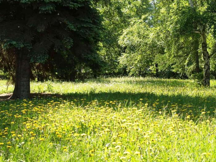 Фото Времена года. Июнь-2008