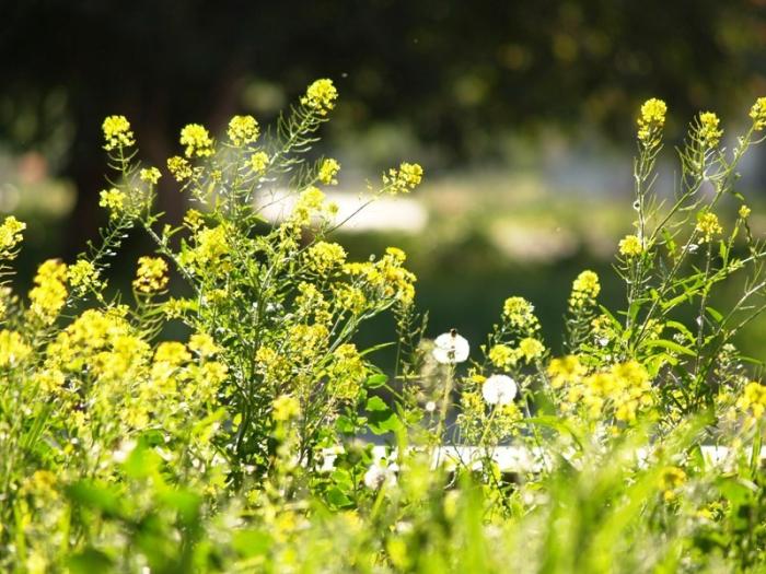 Фото Времена года. Июнь-2008