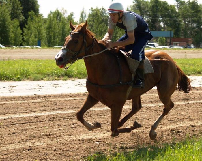 Фото Дубровка. Скачки на приз губернатора