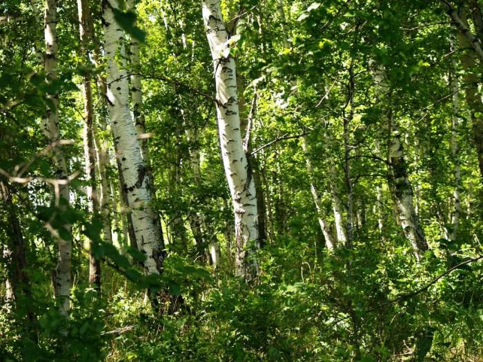 Фото Дубровка. Скачки на приз губернатора