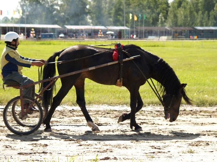 Фото Дубровка. Скачки на приз губернатора