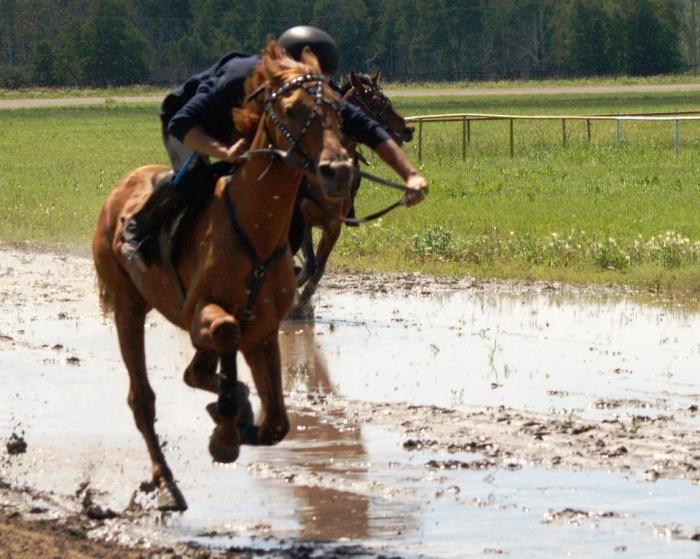 Фото Дубровка. Скачки на приз губернатора