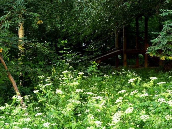 Фото Времена года. Июль-2008