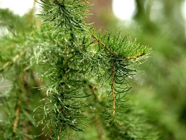 Фото Времена года. Июль-2008