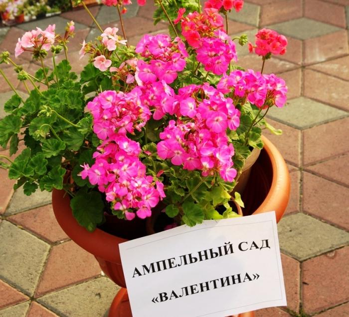 Фото Городской праздник цветов и плодов-2008 в Челябинске