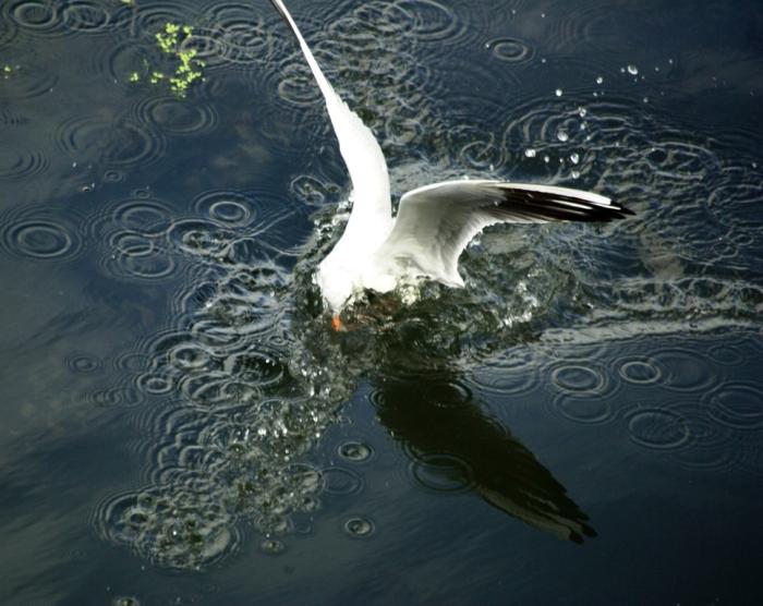 Фото Времена года. Август-2008