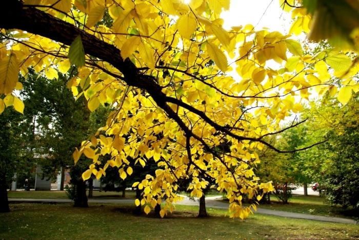 Фото Времена года. Сентябрь-2008