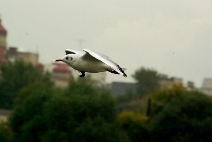 Фото Времена года. Сентябрь-2008