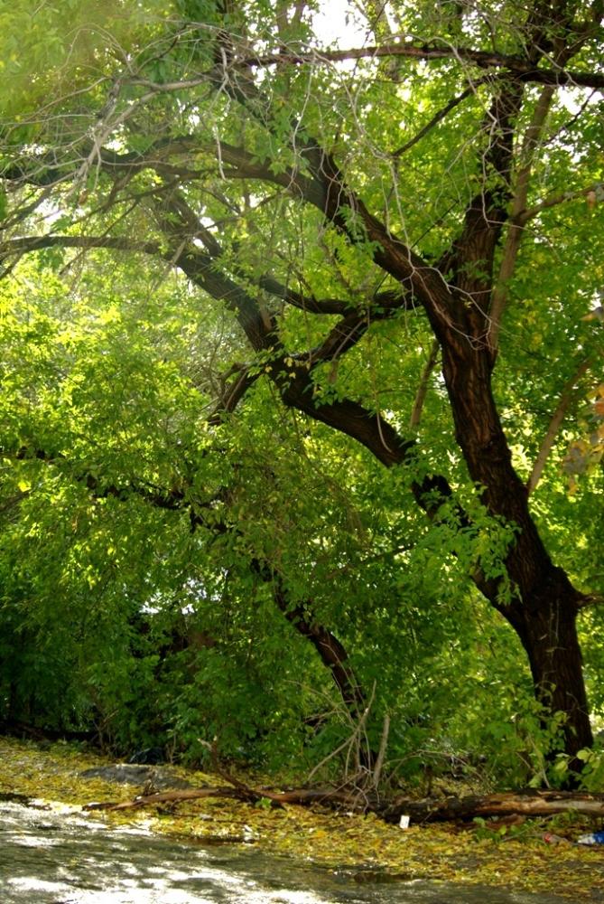 Фото Времена года. Сентябрь-2008