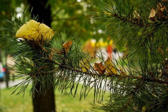 Фото Времена года. Сентябрь-2008