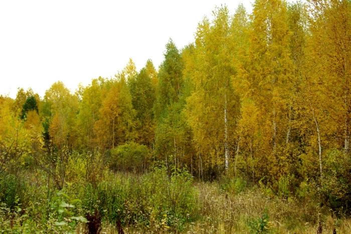 Фото Времена года. Сентябрь-2008