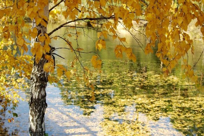 Фото Времена года. Октябрь-2008
