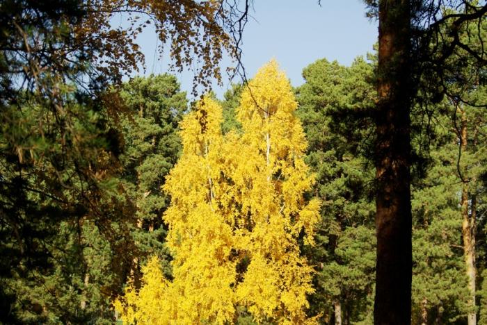 Фото Времена года. Октябрь-2008