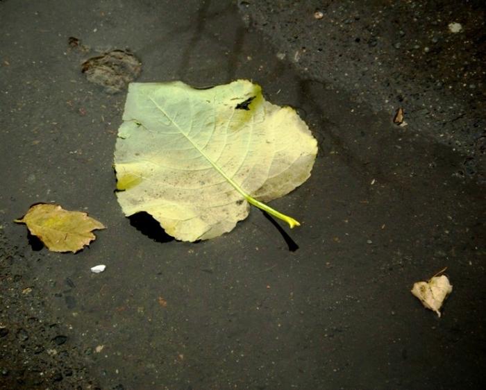 Фото Времена года. Октябрь-2008