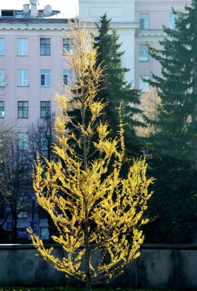 Фото Времена года. Графика октября (фото Валерия Иванова)