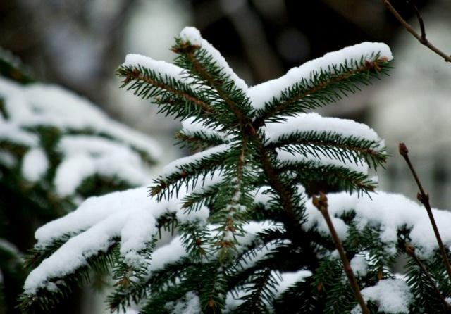 Фото ВРЕМЕНА ГОДА. Ноябрь-2008