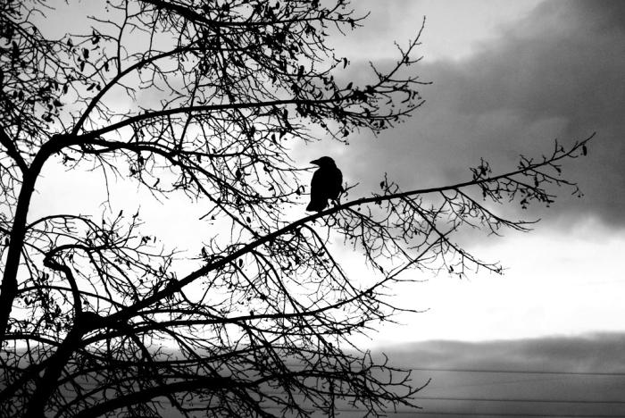 Фото ВРЕМЕНА ГОДА. Ноябрь-2008