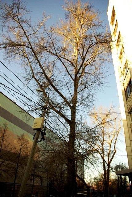 Фото ВРЕМЕНА ГОДА. Ноябрь-2008