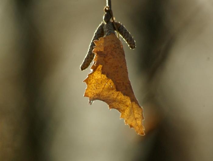 Фото ВРЕМЕНА ГОДА. Ноябрь-2008