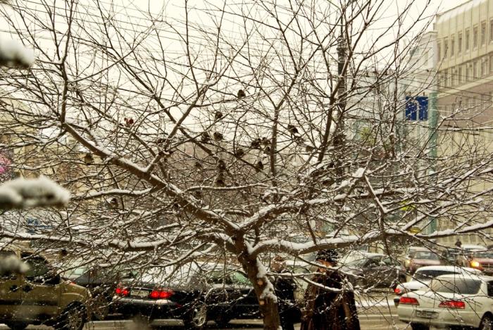 Фото Времена года. Декабрь-2008