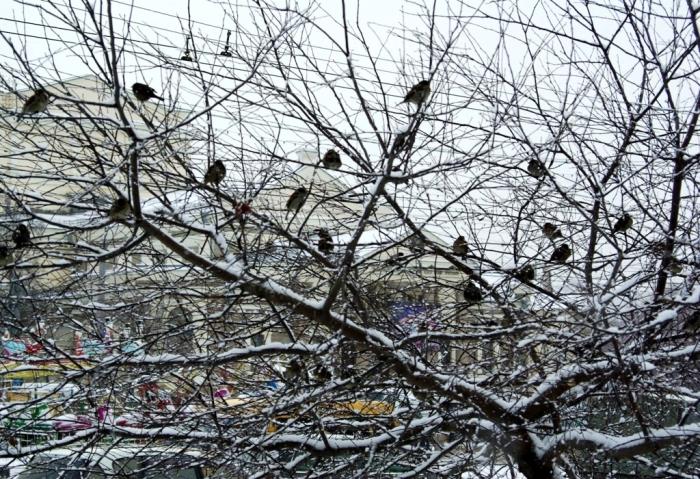 Фото Времена года. Декабрь-2008