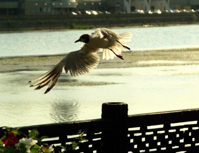 Фото День за днем. Многоликий Челябинск, ИЮЛЬ-2009