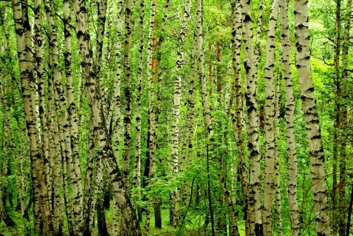 Фото День за днем. Многоликий Челябинск, ИЮЛЬ-2009