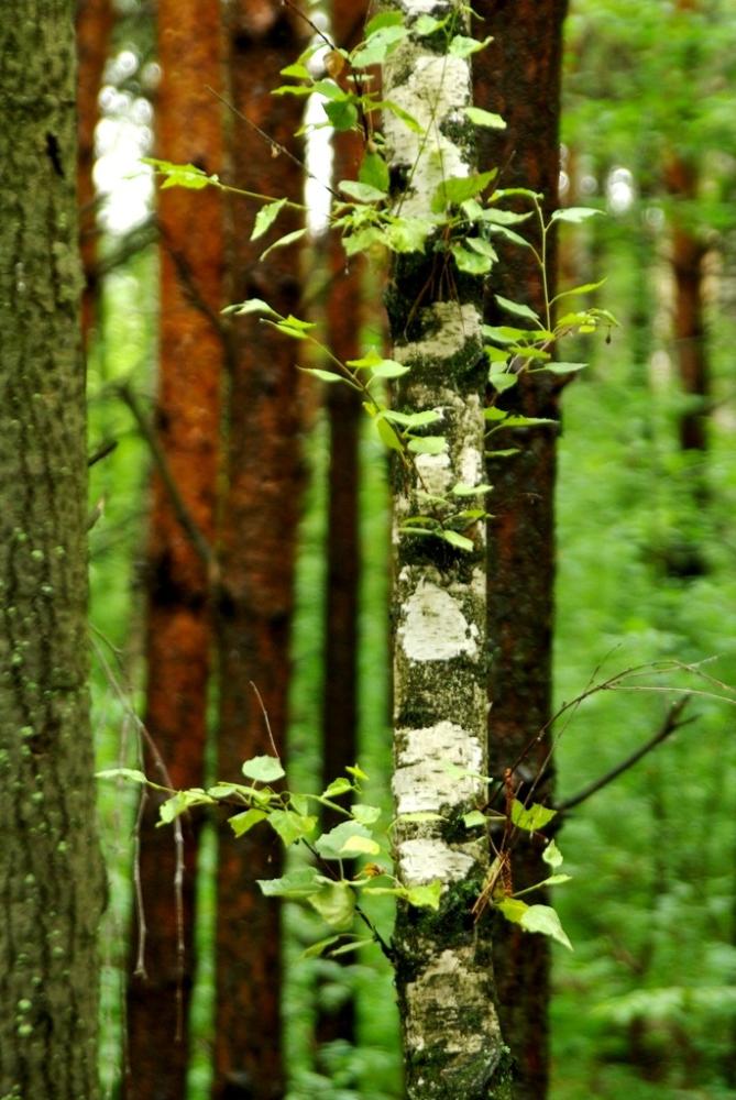 Фото День за днем. Многоликий Челябинск, ИЮЛЬ-2009