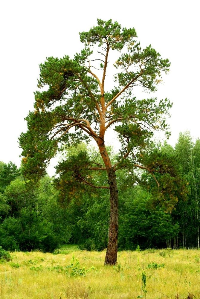 Фото День за днем. Многоликий Челябинск, ИЮЛЬ-2009