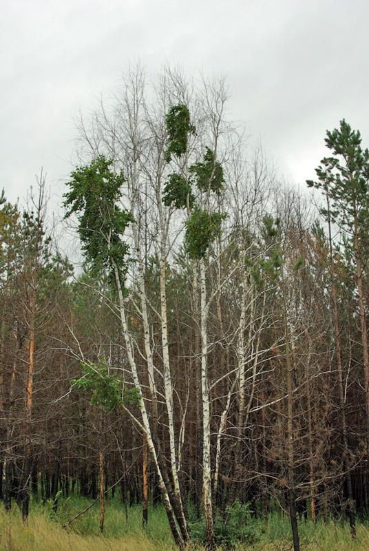Фото День за днем. Многоликий Челябинск, ИЮЛЬ-2009