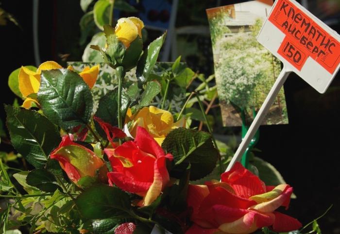 Фото Выставка плодов и цветов-2009