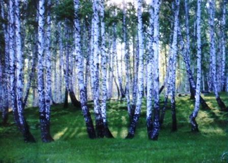 Фото Среда обитания-4