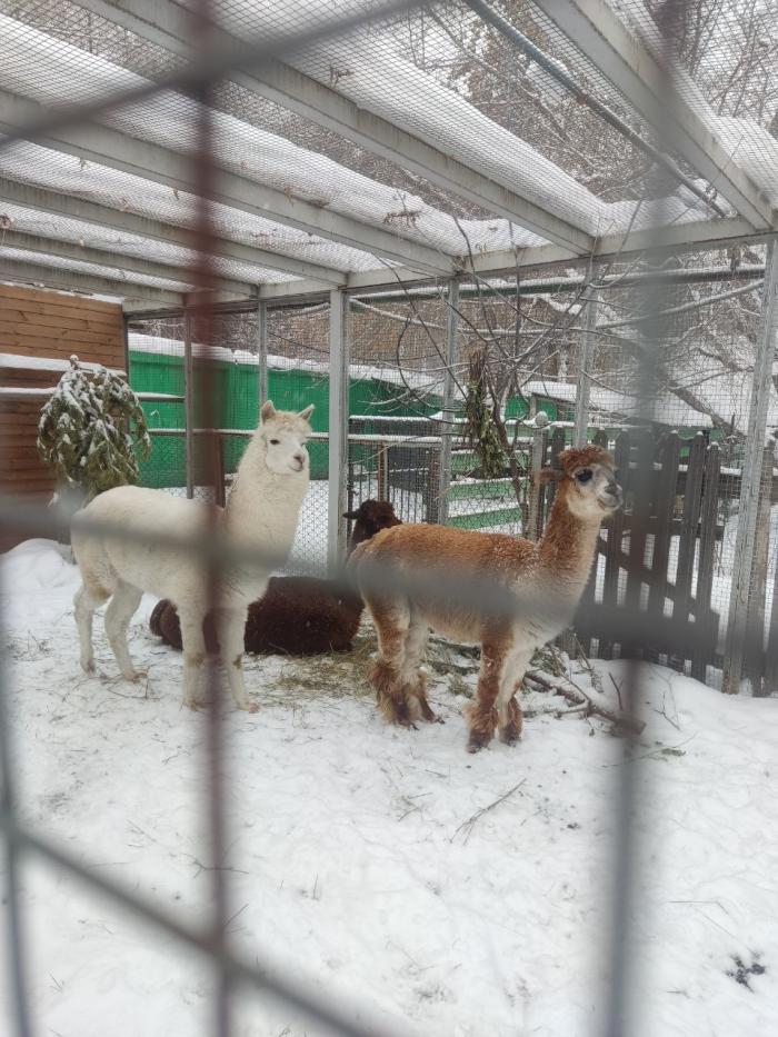 Фото Зимний день в челябинском зоопарке