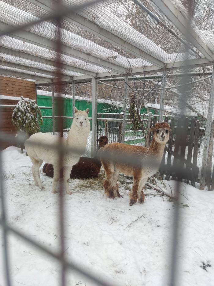 Фото Зимний день в челябинском зоопарке