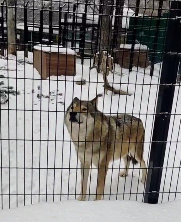 Фото Зимний день в челябинском зоопарке