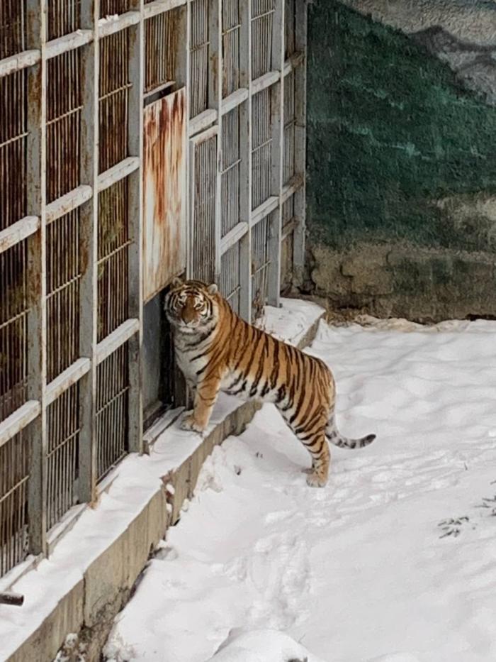 Фото Зимний день в челябинском зоопарке