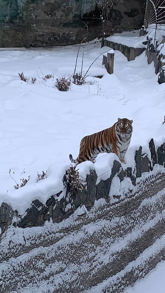 Фото Зимний день в челябинском зоопарке