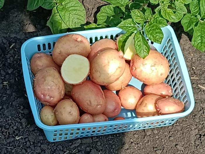 Фото День картофельного поля в Челябинской области: взгляд на инновации и будущий урожай
