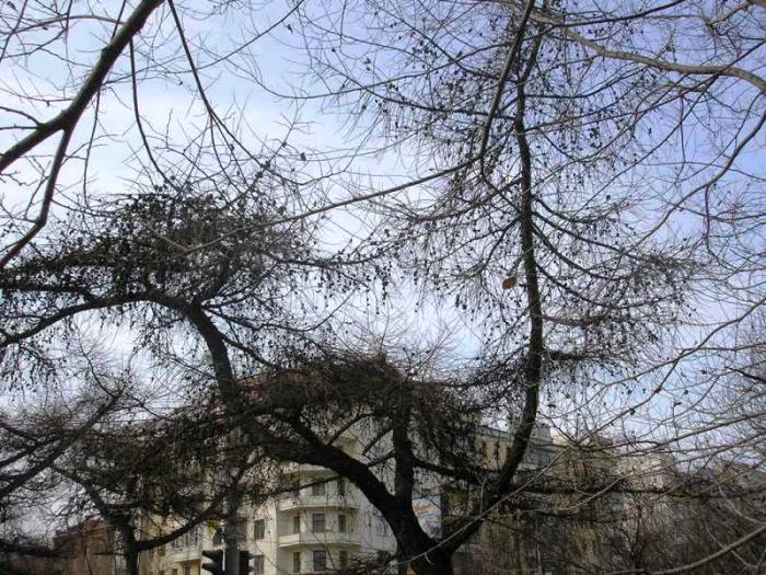 Фото ЧЕЛЯБИНСК И ЧЕЛЯБИНЦЫ. Первый день апреля на оси проспекта Ленина