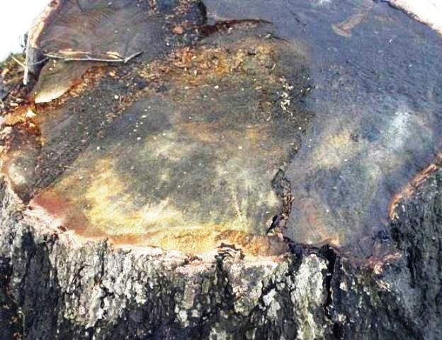 Фото Челябинск и челябинцы. 11 апреля. Возвращение весны